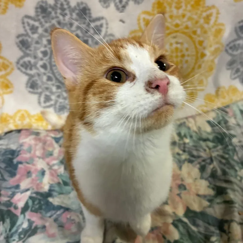 An adult medium-sized male Domestic Short Hair cat named Scarecrow for adoption in West Olive, MI