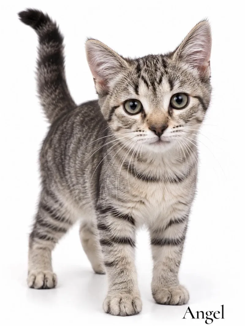 A baby medium-sized female Tabby (Brown / Chocolate) Domestic Short Hair cat named Angel for adoption in Stevensville, MI