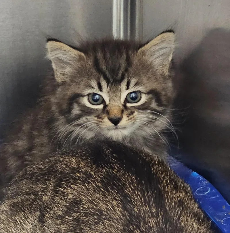 A young small-sized male Domestic Short Hair cat named Walnut for adoption in Athens, TN