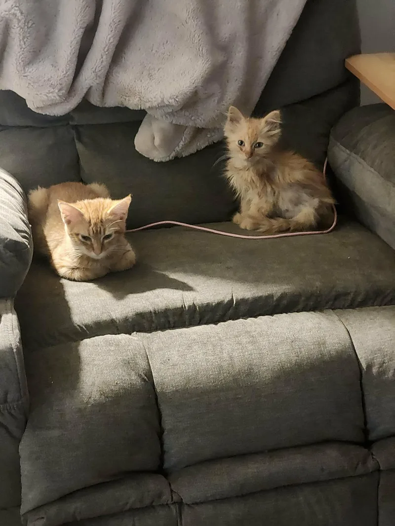 A baby medium-sized male Orange / Red Domestic Long Hair cat named Fanta for adoption in Okemah, OK