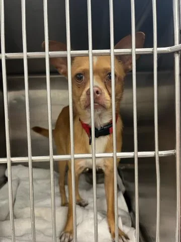 A young small-sized male Mixed Breed dog named Judge Joe for adoption in West Palm Beach, FL
