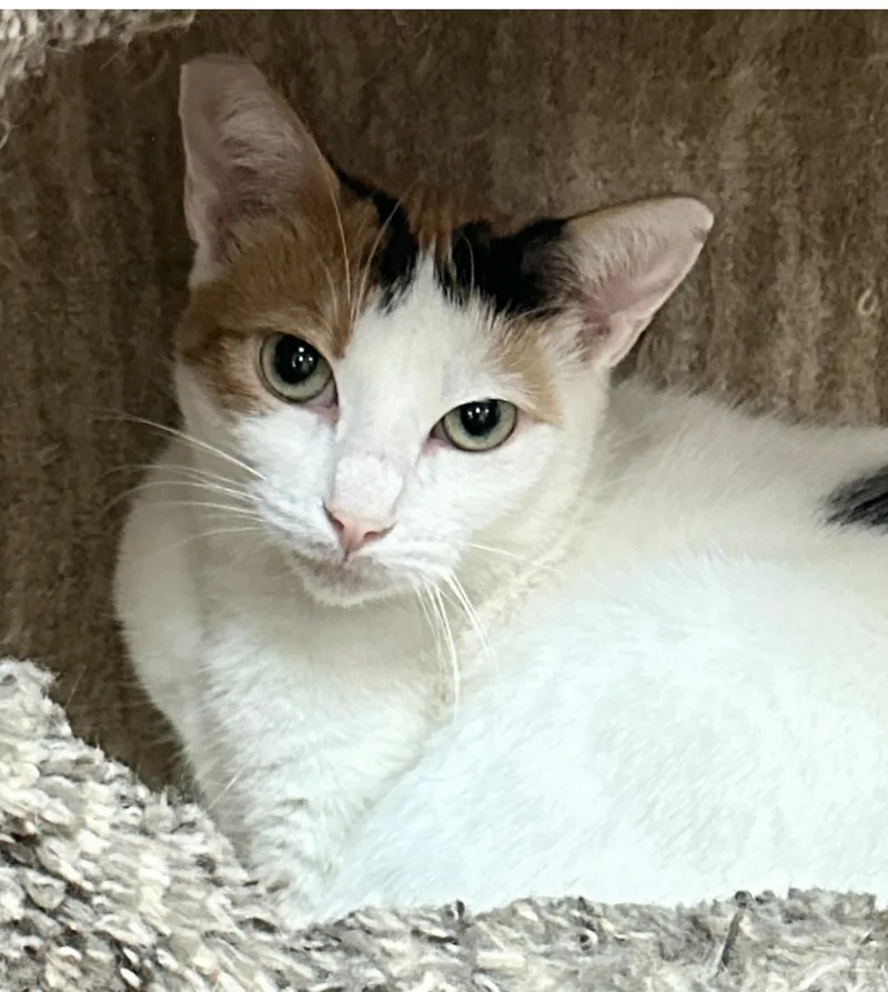 An adult medium-sized female Calico cat named Ava Gardner for adoption in West Hills, CA