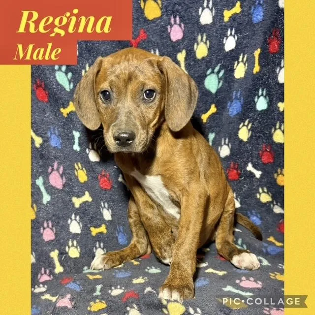 A baby medium-sized male Hound dog named Regina for adoption in Manchester, CT