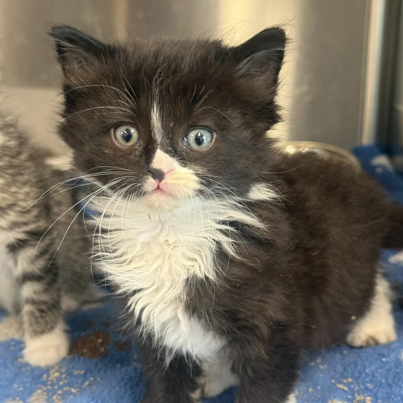 A baby medium-sized female Domestic Long Hair cat named Iris for adoption in Medinah, IL
