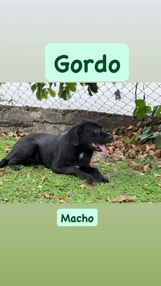 Gordo