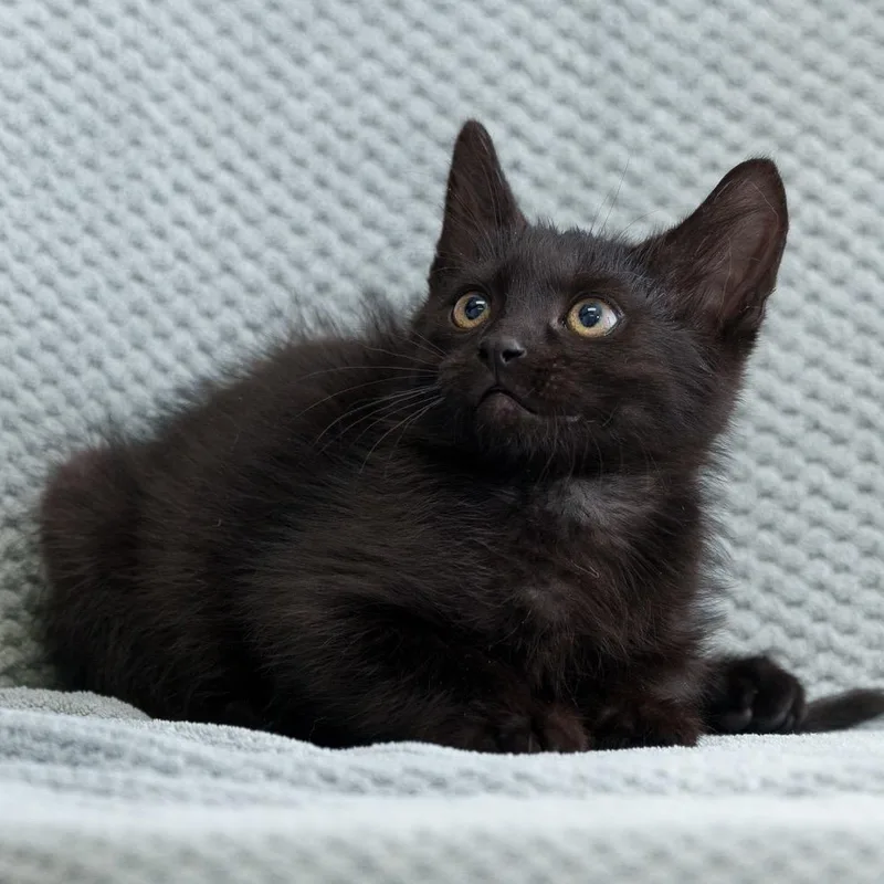 A baby small-sized male Black Domestic Short Hair cat named Assam for adoption in Sunnyvale, CA