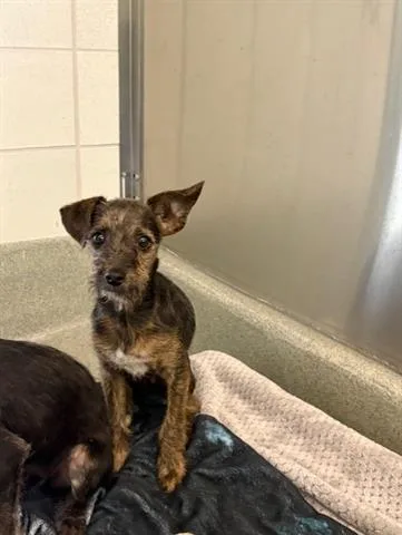 A baby small-sized female Terrier dog named Jessica for adoption in San Martin, CA
