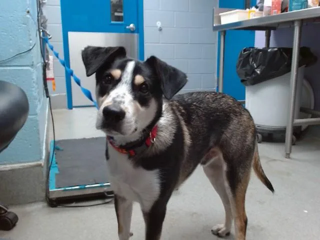 A young medium-sized male Australian Cattle Dog / Blue Heeler dog named Bizzle for adoption in Albuquerque, NM