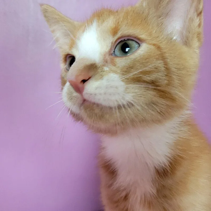 A baby medium-sized male Domestic Short Hair cat named Jolen for adoption in Candler, NC
