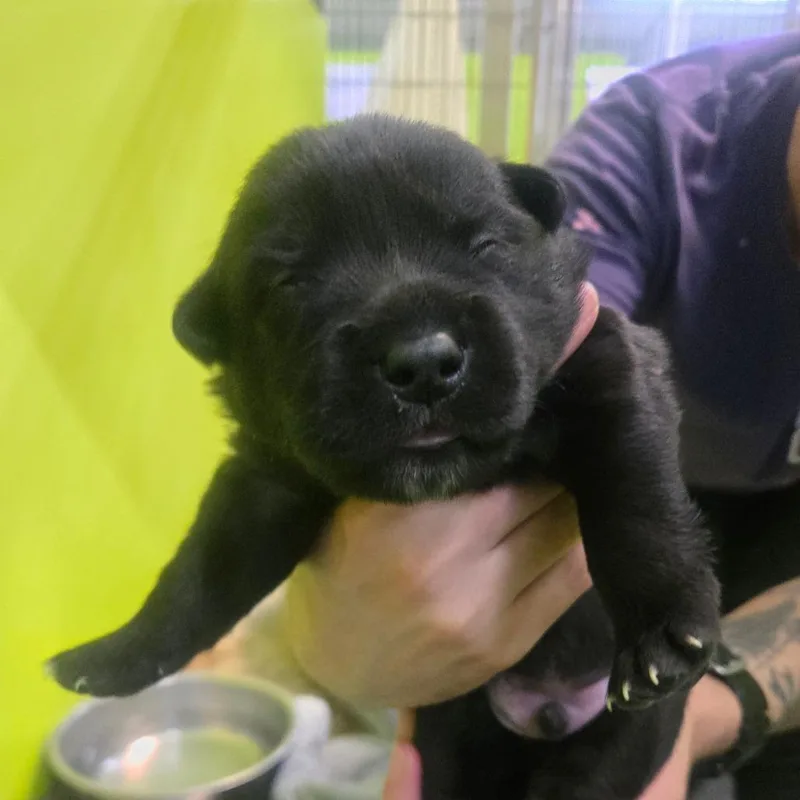 A baby small-sized male Black Spaniel dog named Tiny Tim for adoption in San Jacinto, CA