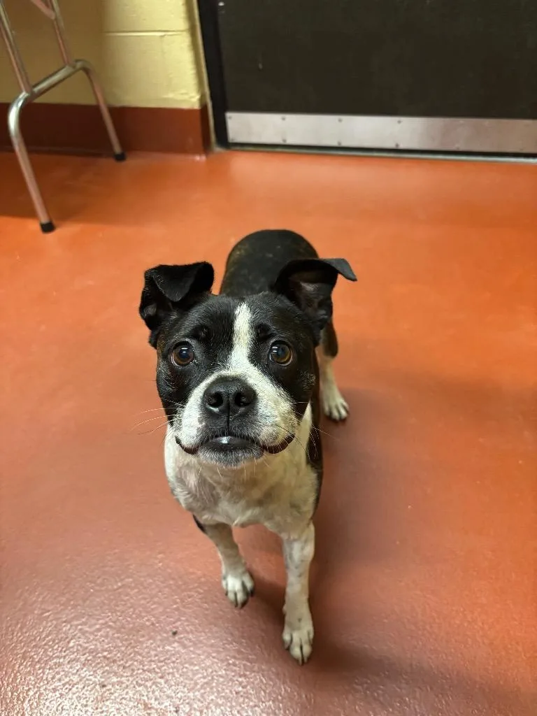 An adult small-sized male Boston Terrier dog named Todo for adoption in Douglasville, GA