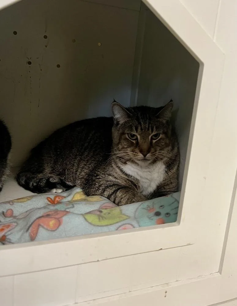 An adult large-sized female Tabby (Brown / Chocolate) Domestic Short Hair cat named Little Bear for adoption in Kalamazoo, MI