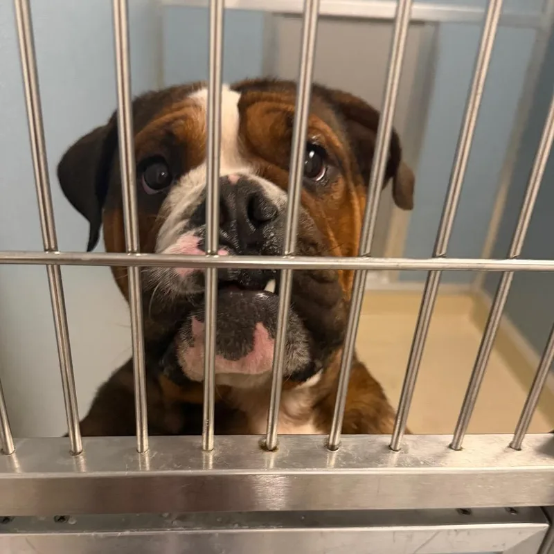 An adult medium-sized male Yellow / Tan / Blond / Fawn Mixed Breed dog named Boxer for adoption in Philadelphia, PA