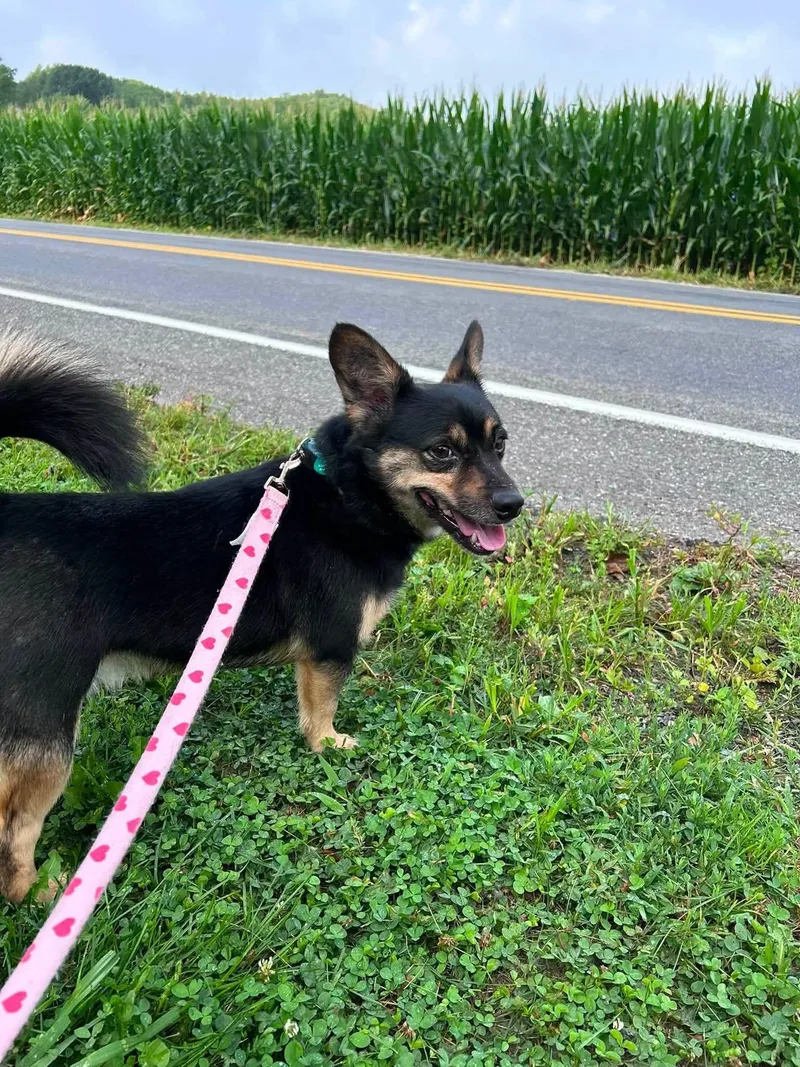 An adult small-sized male Corgi dog named Bean for adoption in Breinigsville, PA