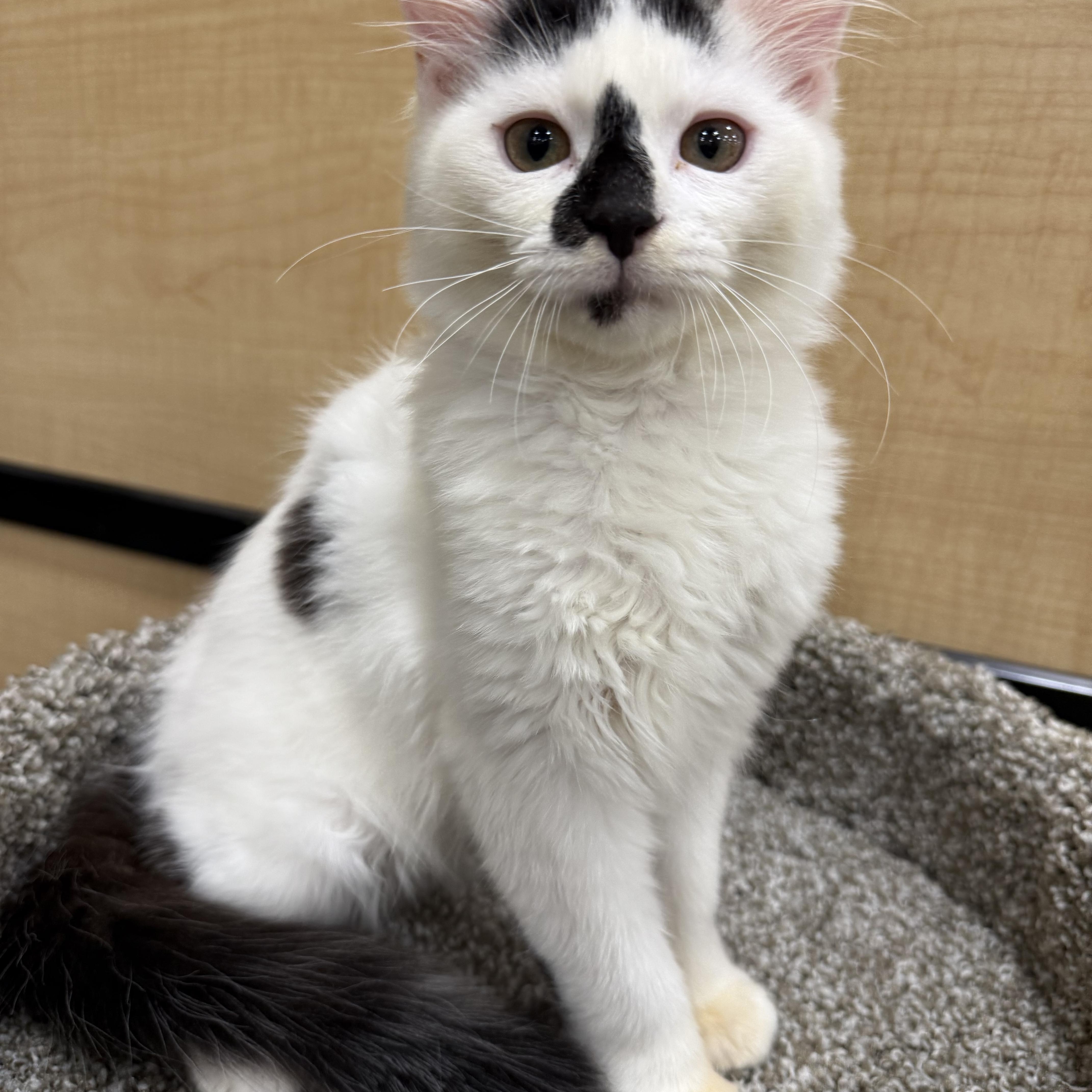 A young medium-sized male Domestic Medium Hair cat named Denver for adoption in New Port Richey, FL