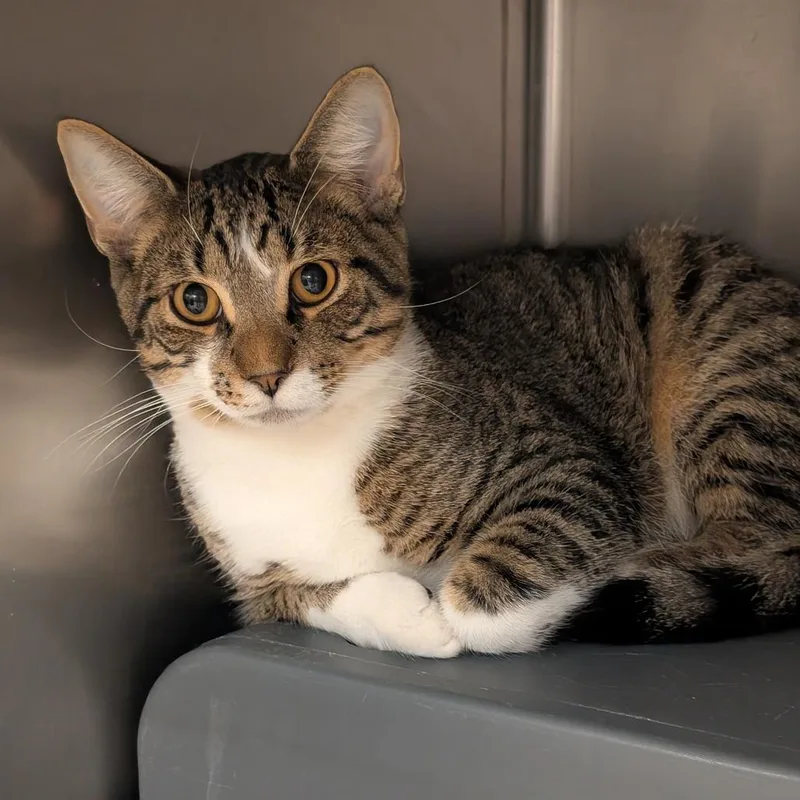 A young medium-sized male Brown / Chocolate Domestic Short Hair cat named Hopscotch for adoption in Titusville, FL