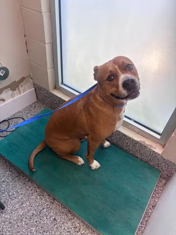 An adult medium-sized male Brown / Chocolate Boxer dog named Hank for adoption in Burgaw, NC
