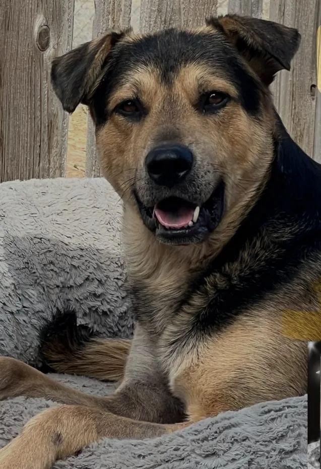 An adult medium-sized male German Shepherd Dog dog named Noodles for adoption in Canyon, TX