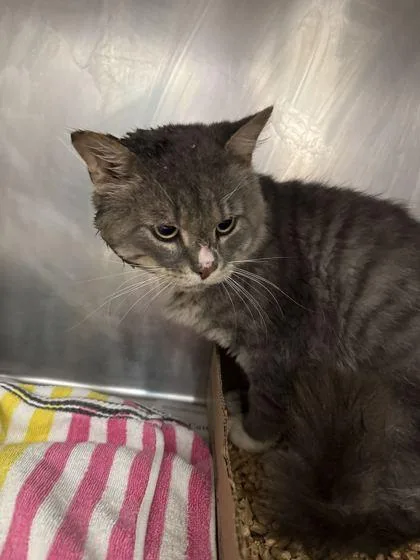 An adult medium-sized male Domestic Short Hair cat named Astro for adoption in Sevierville, TN