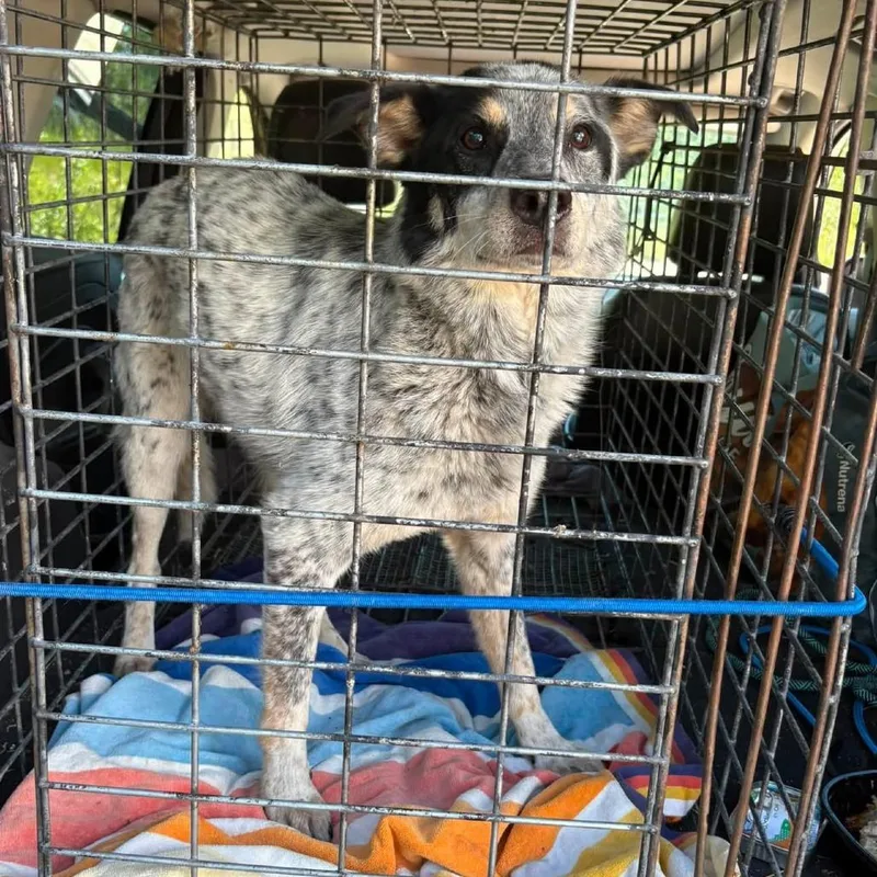 An adult medium-sized female Cattle Dog dog named Savvy for adoption in Tacoma, WA