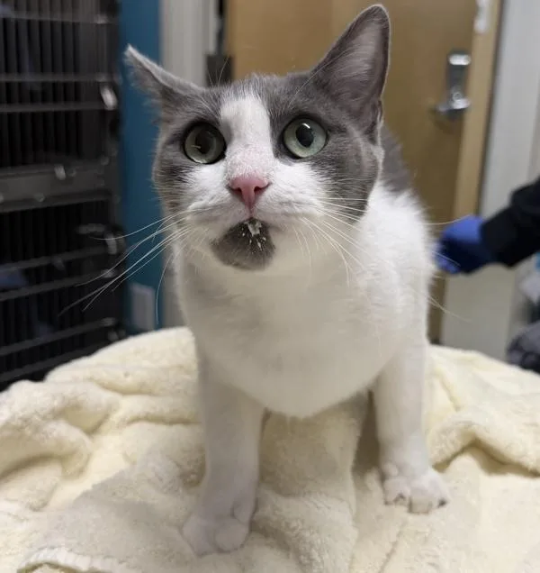 An adult medium-sized female Domestic Short Hair cat named Genevive for adoption in Escondido, CA
