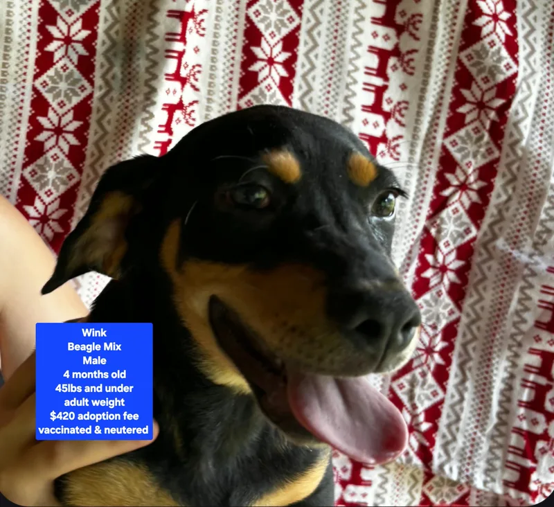 A baby medium-sized male Beagle dog named Wink for adoption in Oviedo, FL