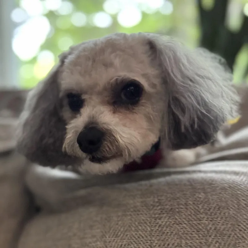 An adult small-sized female Shih Tzu dog named Aspen for adoption in Cincinnati, OH