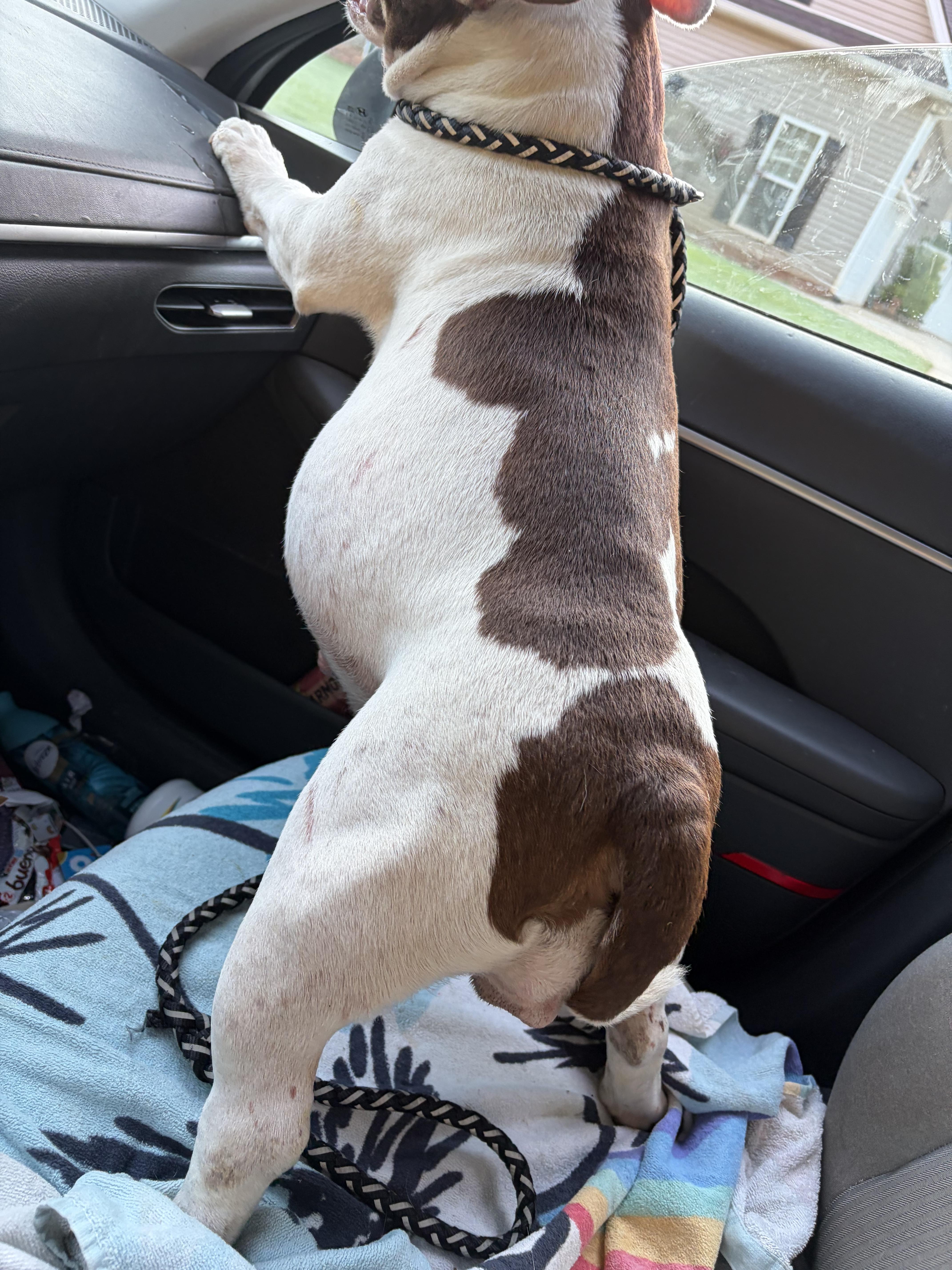 An adult medium-sized female English Bulldog dog named Moo moo for adoption in Winder, GA