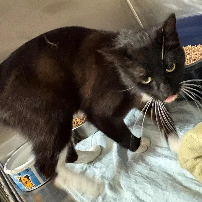 An adult small-sized female Black Domestic Short Hair cat named Prada for adoption in Chehalis, WA