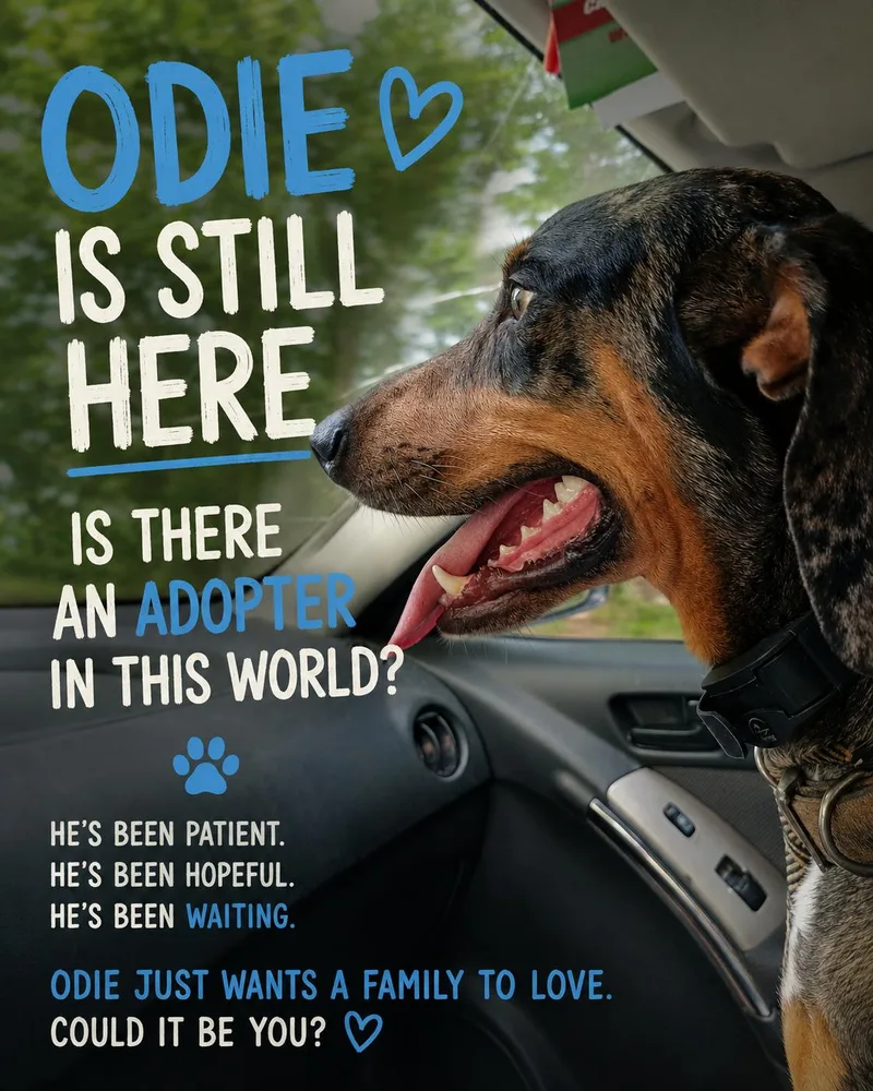 An adult medium-sized male Mixed Breed dog named Odie for adoption in Terry, MS