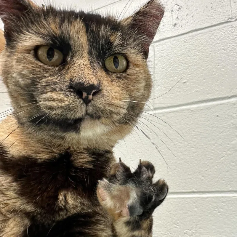 An adult large-sized female Orange / Red Domestic Short Hair cat named Penny for adoption in Dayton, OH