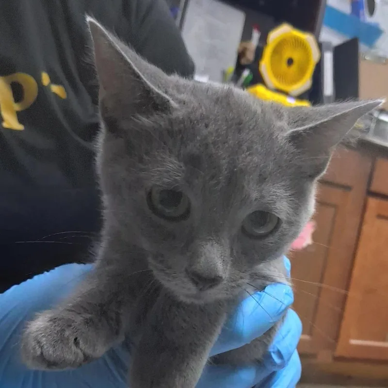 A baby small-sized female Gray / Blue / Silver Domestic Short Hair cat named Ginny for adoption in Summerville, SC