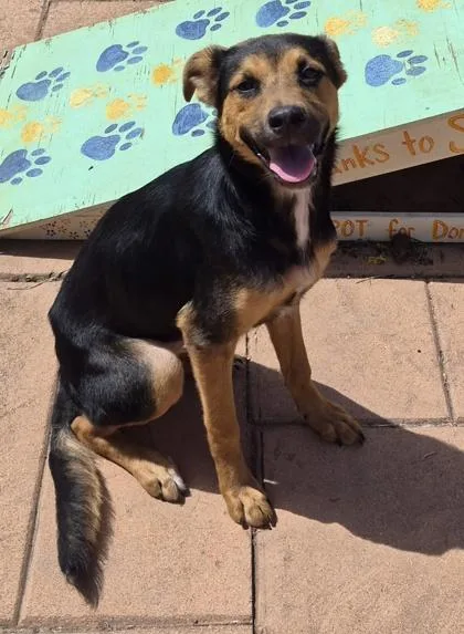 An adult small-sized female Mixed Breed dog named Opal for adoption in Shreveport, LA
