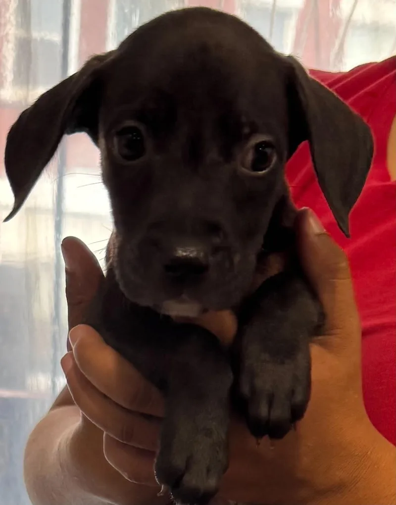 A baby medium-sized male Black Labrador Retriever dog named Jake for adoption in Clairton, PA