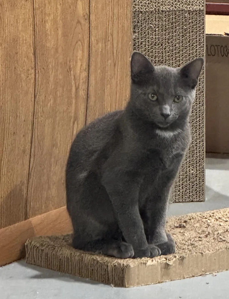 A young medium-sized male Gray / Blue / Silver Domestic Short Hair cat named Phantom for adoption in Stewartsville, NJ