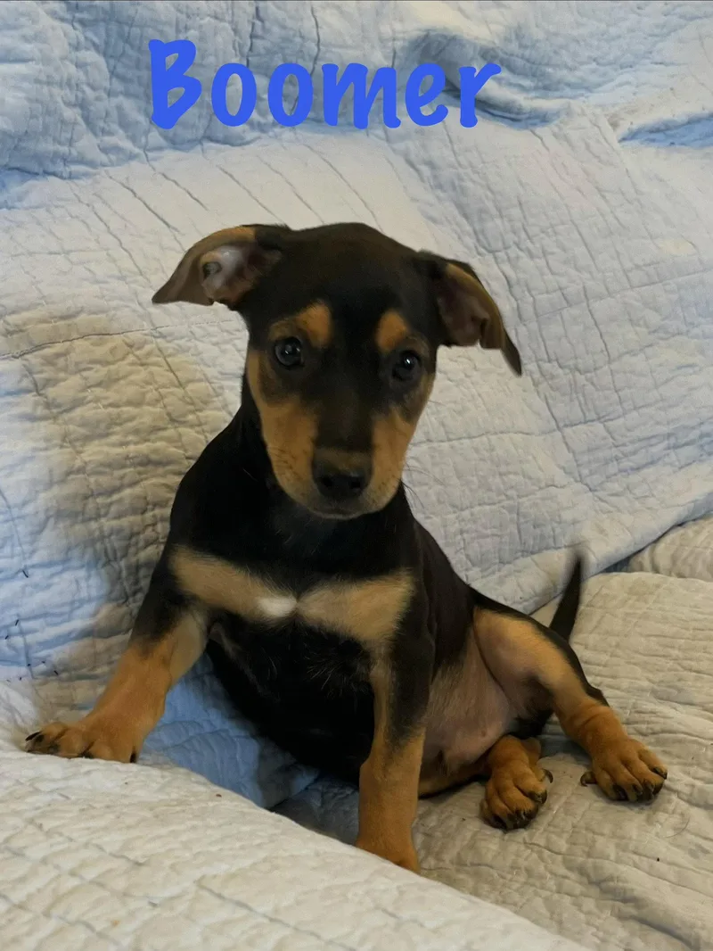 A baby medium-sized male Rottweiler dog named Boomer for adoption in Pipe Creek, TX