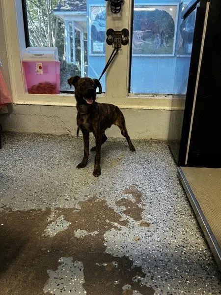 A young medium-sized male Pit Bull Terrier dog named Mitchie for adoption in Mobile, AL