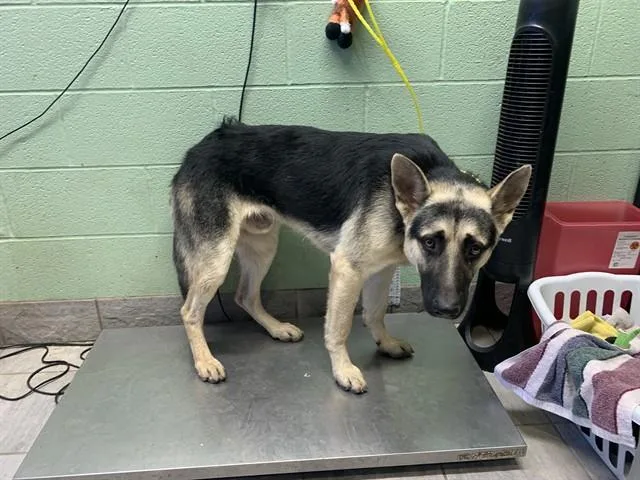 A young large-sized male German Shepherd Dog dog named Brock for adoption in Grand Prairie, TX