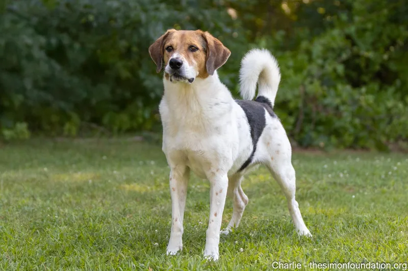 Charlie Brown thumbnail 2