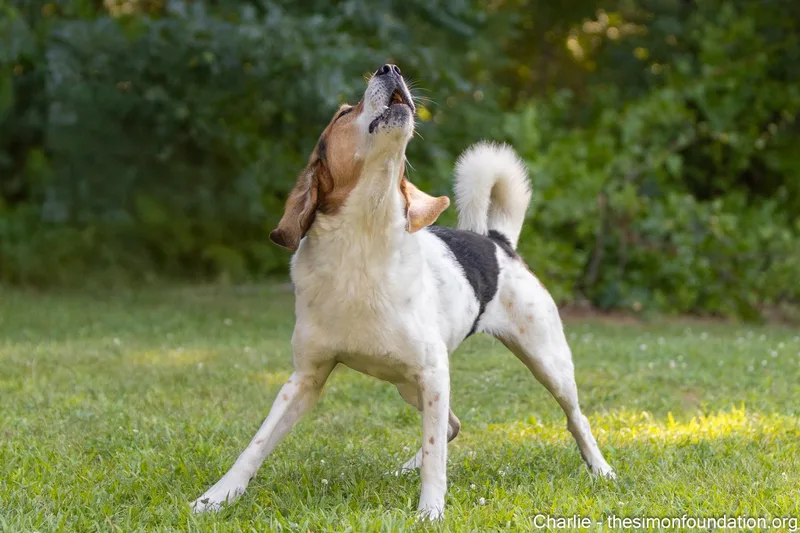 Charlie Brown thumbnail 4