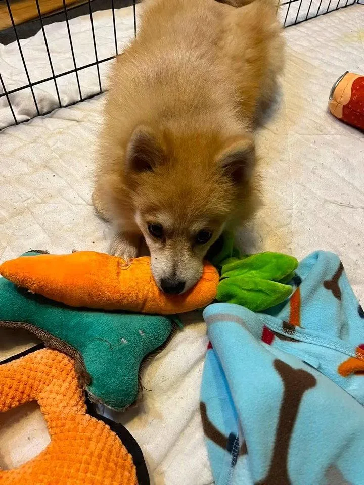 A baby small-sized male Pomeranian dog named Lucas for adoption in Germantown, OH