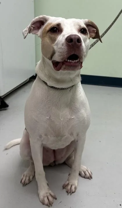 An adult large-sized female Mixed Breed dog named Eloise for adoption in Savannah, GA