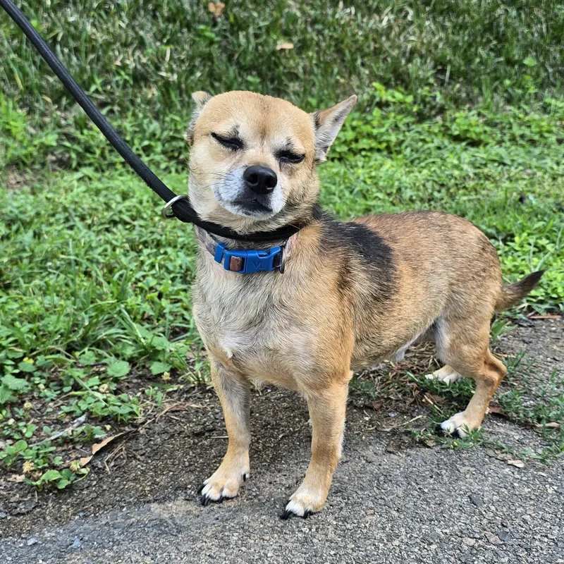 An adult small-sized male Apricot / Beige Chihuahua dog named Tater Tot for adoption in Milledgeville, GA