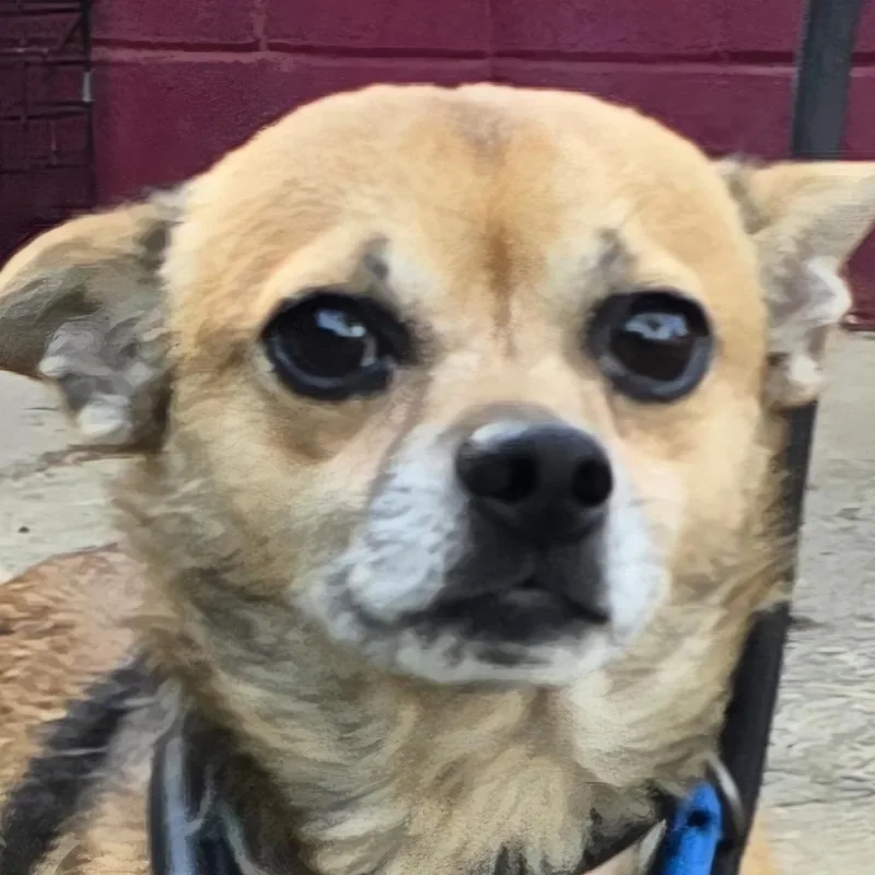 Tater Tot thumbnail 3