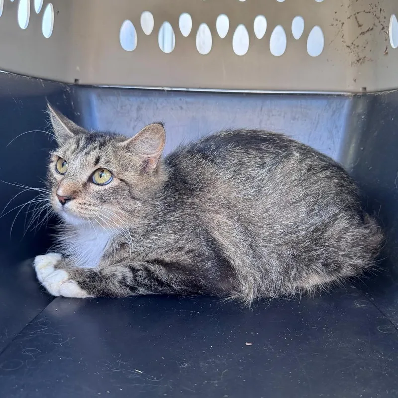 An adult small-sized female Brown / Chocolate Domestic Short Hair cat named Fruit Ninja for adoption in Austin, TX