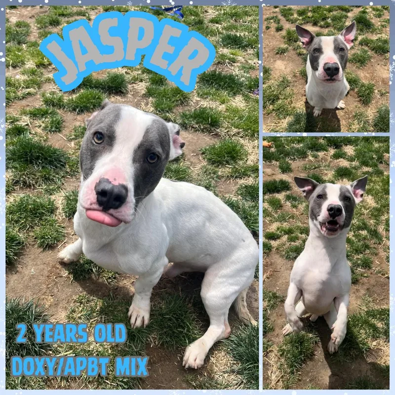 An adult medium-sized male White / Cream Pit Bull Terrier dog named Jasper for adoption in Franklin, IN