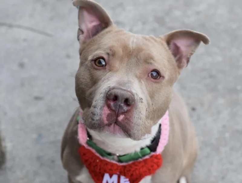 Swiss Roll thumbnail 4