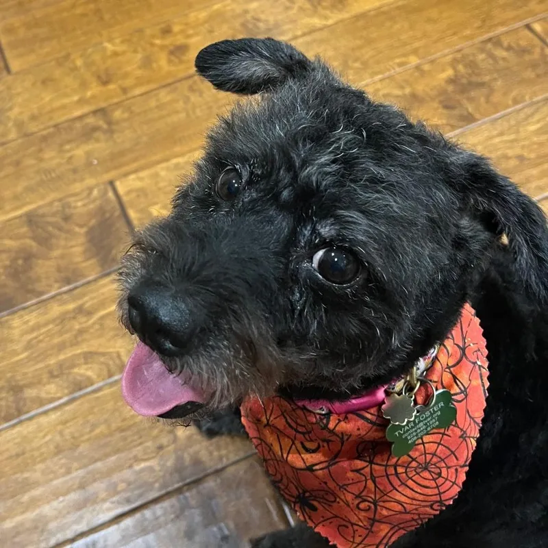 An adult small-sized female Black Poodle dog named Stella for adoption in Pleasanton, CA