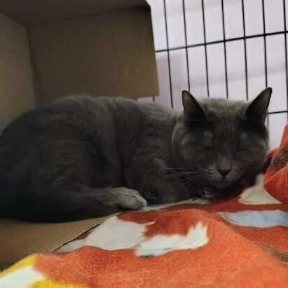An adult medium-sized female Gray / Blue / Silver Domestic Short Hair cat named Dawn for adoption in Davenport, IA