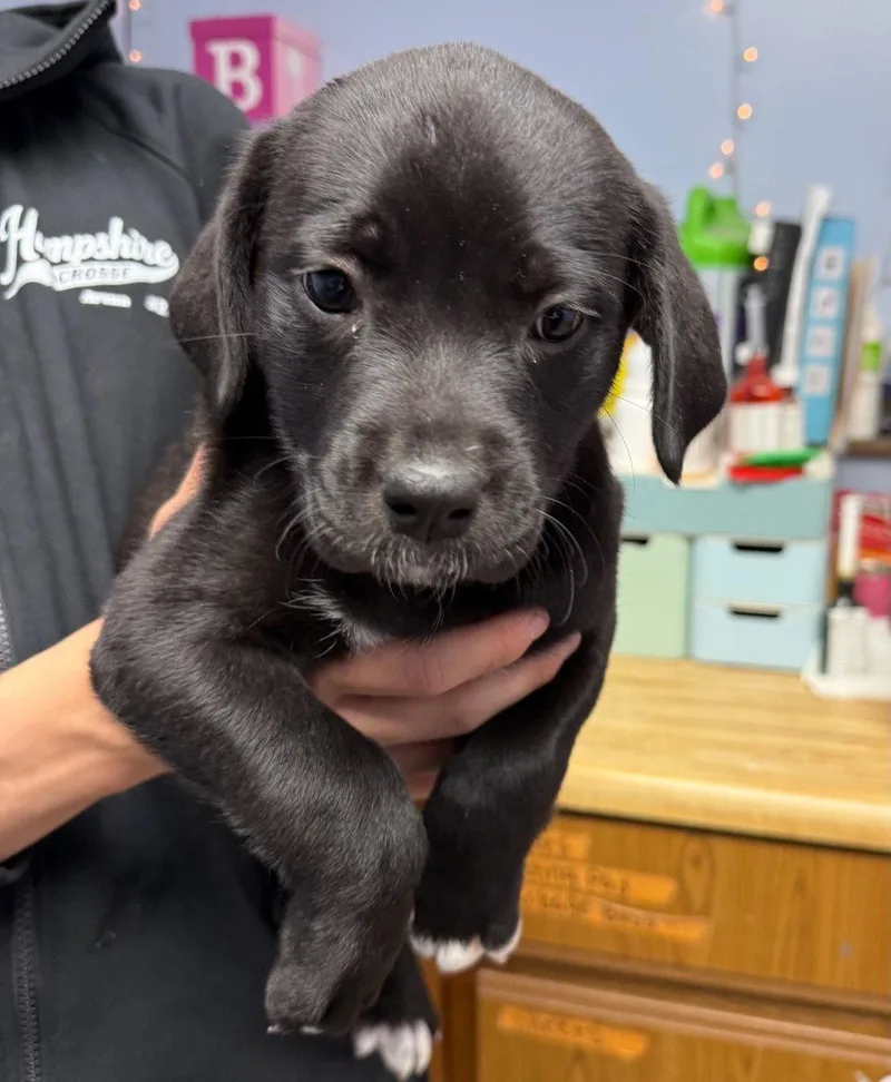 A baby medium-sized female Labrador Retriever dog named Juliet for adoption in GILBERTS, IL